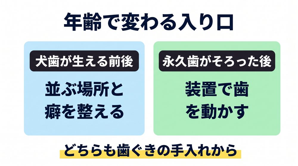 八重歯の矯正の入り口は、上の犬歯が生える10〜11歳ごろの前か後かで変わる